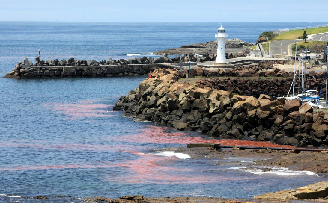 Algal bloom off Wollongong Harbour. Picture: KIRK GILMOUR