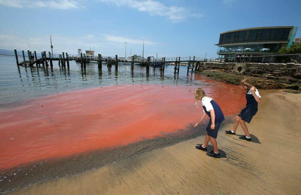 Algal bloom at Wollongong Harbour. Picture: KIRK GILMOUR
