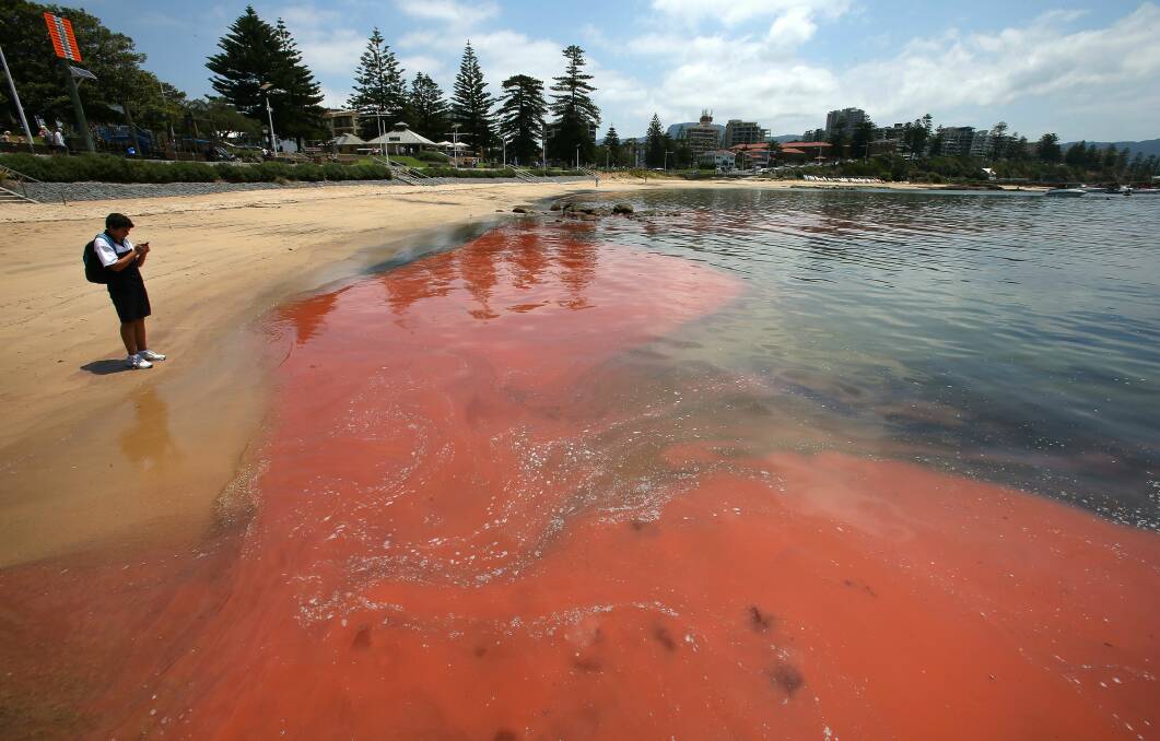 Algal bloom at Wollongong Harbour. Picture: KIRK GILMOUR