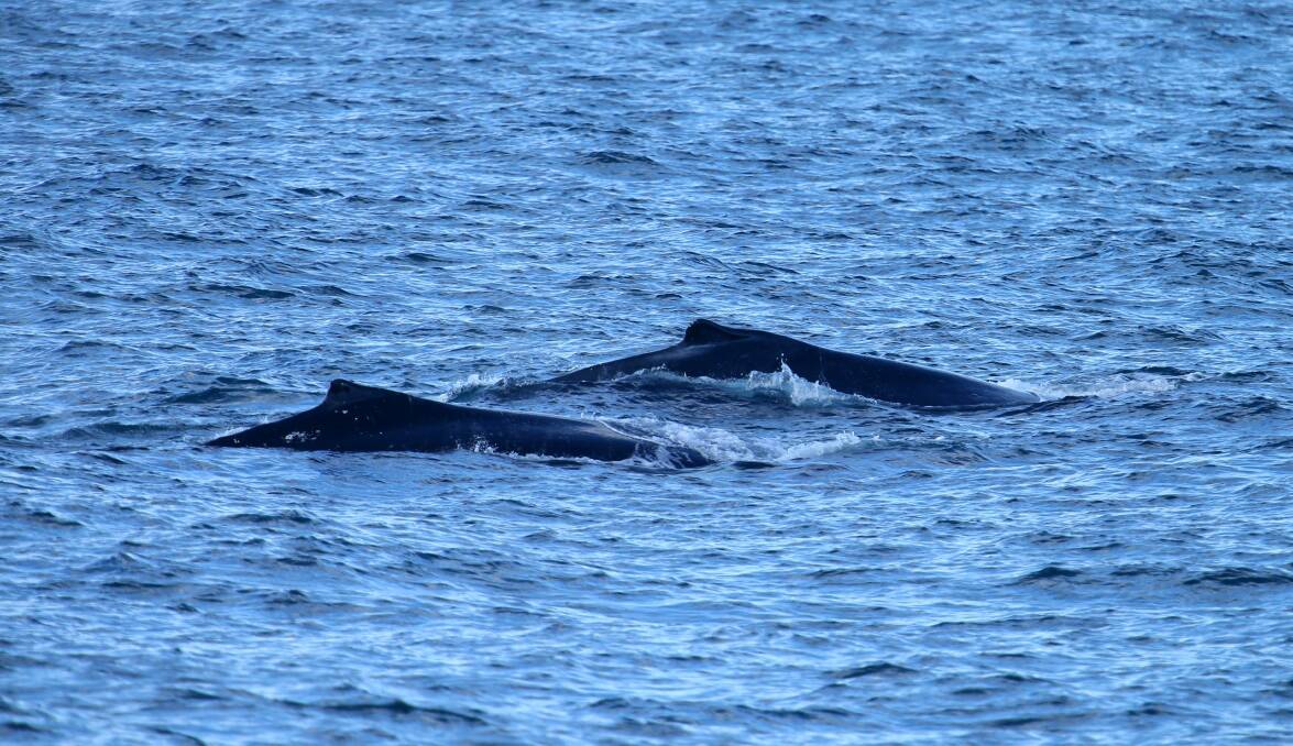 Three whales splashed their tails off Flagstaff Hill this afternoon. Pictures: KIRK GILMOUR