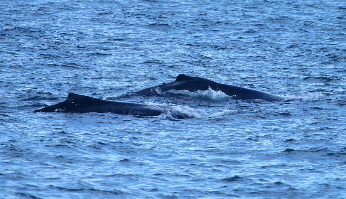 Three whales splashed their tails off Flagstaff Hill this afternoon. Pictures: KIRK GILMOUR
