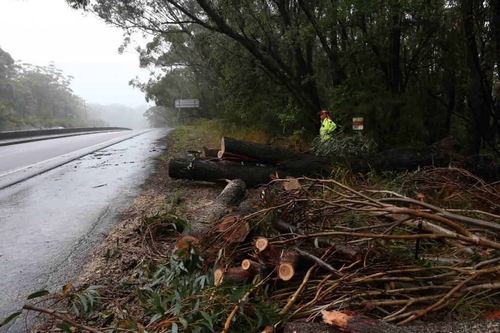 Warren Robinson of Bulli RFS with the tree that blocked the northbound lanes of the M1. Picture: ADAM McLEAN