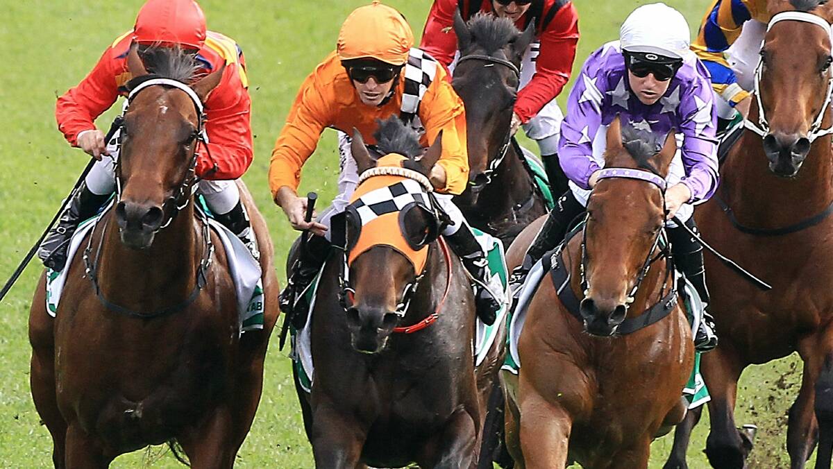 Rock Hero (centre) will race in a sub-mile run at Flemington this weekend. Picture: JENNY EVANS