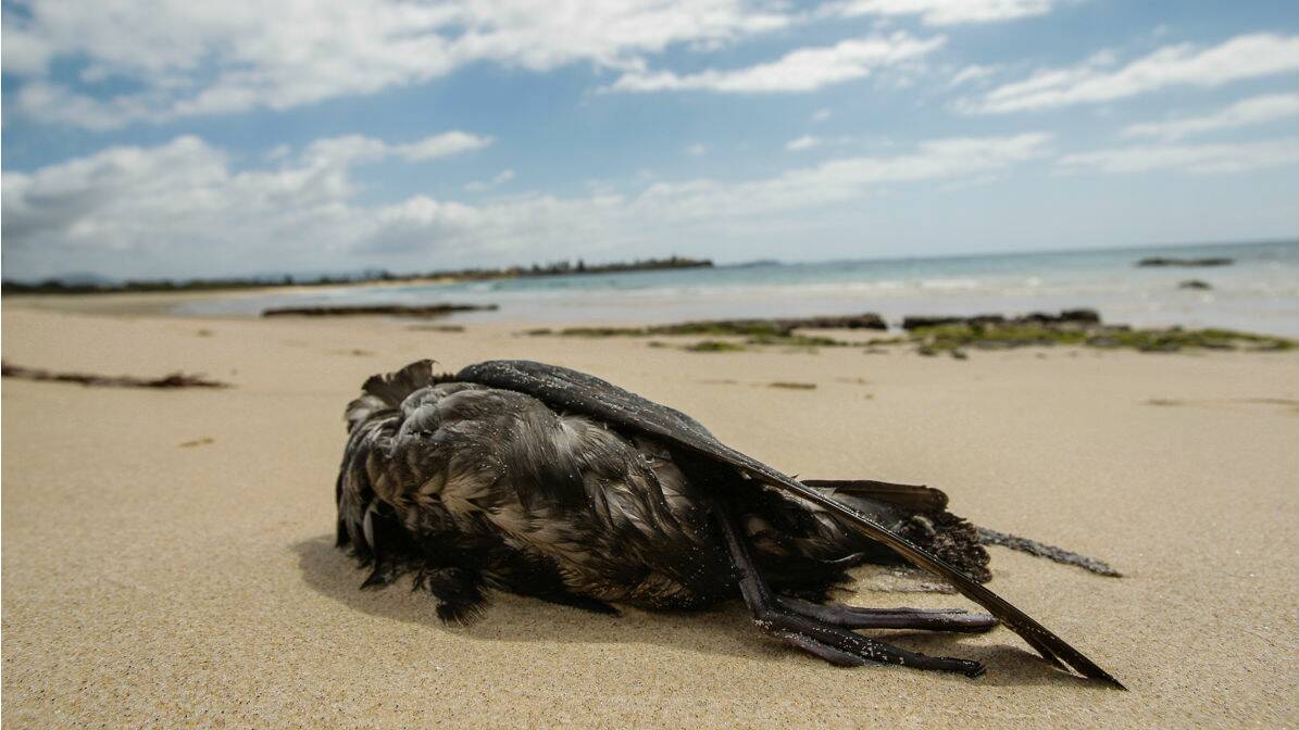 A dead muttonbird at Shellharbour North Beach today. Picture: CHRISTOPHER CHAN