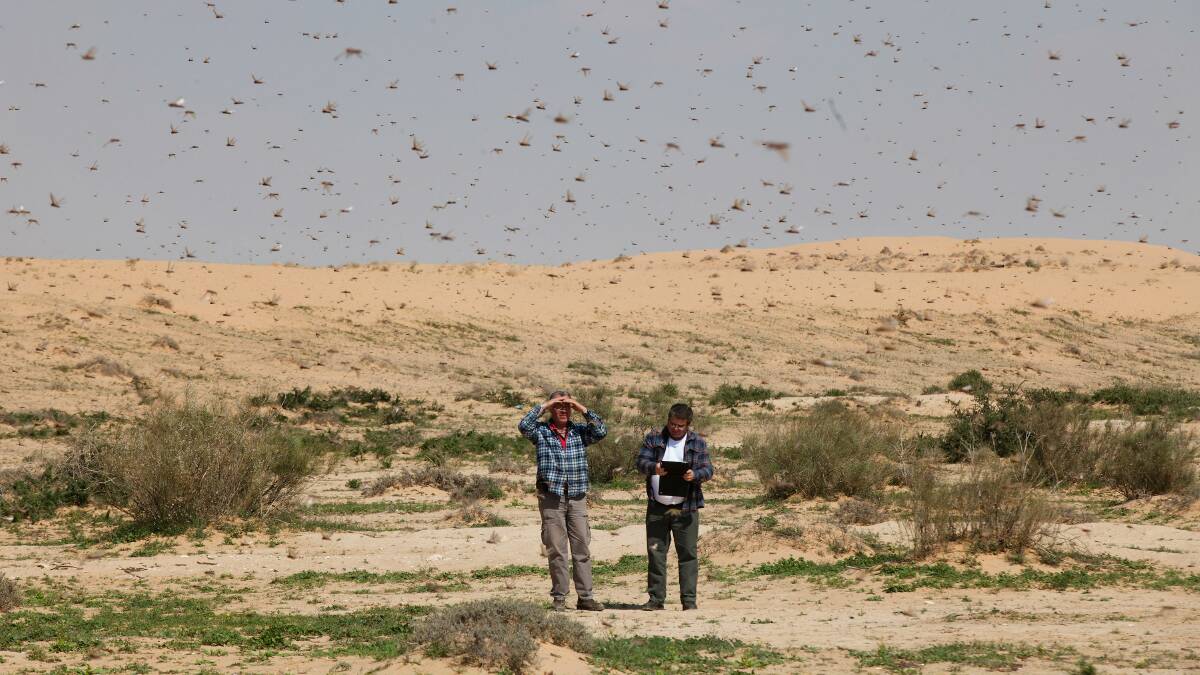 A swarm of locusts arrives in the Negev desert in Israel. Picture: GETTY IMAGES