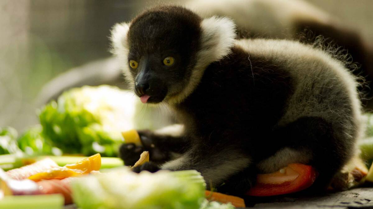 One of the two new black and white ruffed lemur babies.