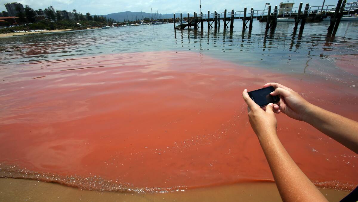 Illawarra beaches turn red on a tide of algae