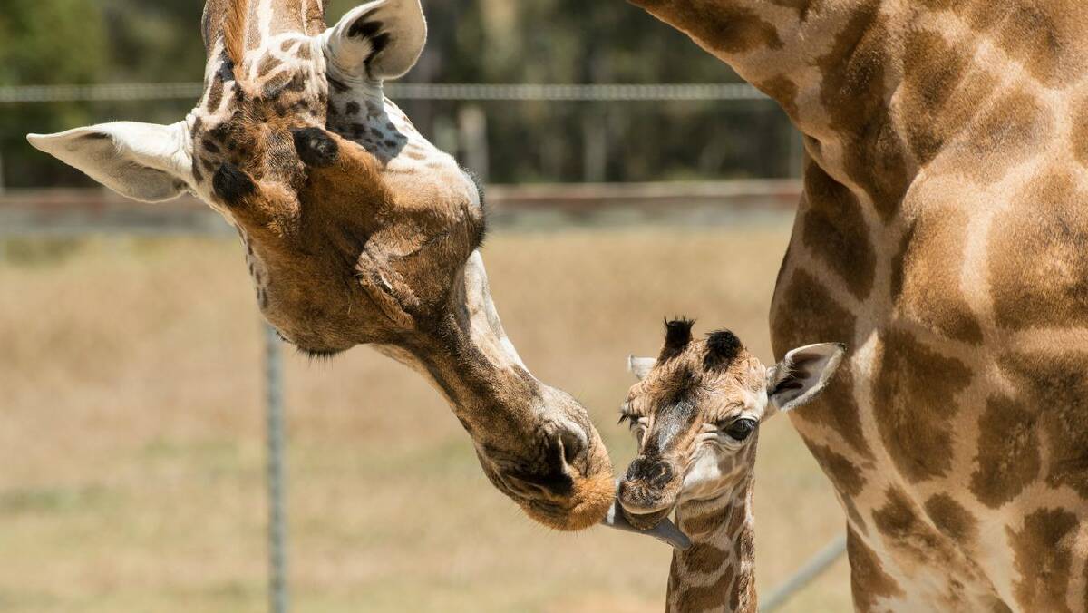 Mum Shani and her newborn giraffe. Pictures: CLIVE BROOKBANKS