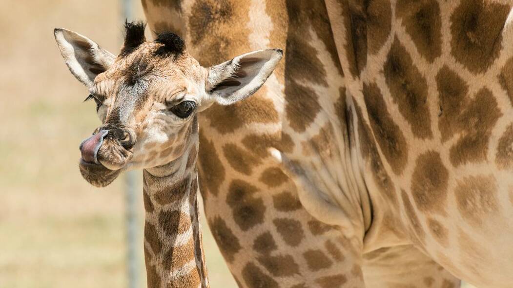 GALLERY: Mogo Zoo welcomes baby giraffe