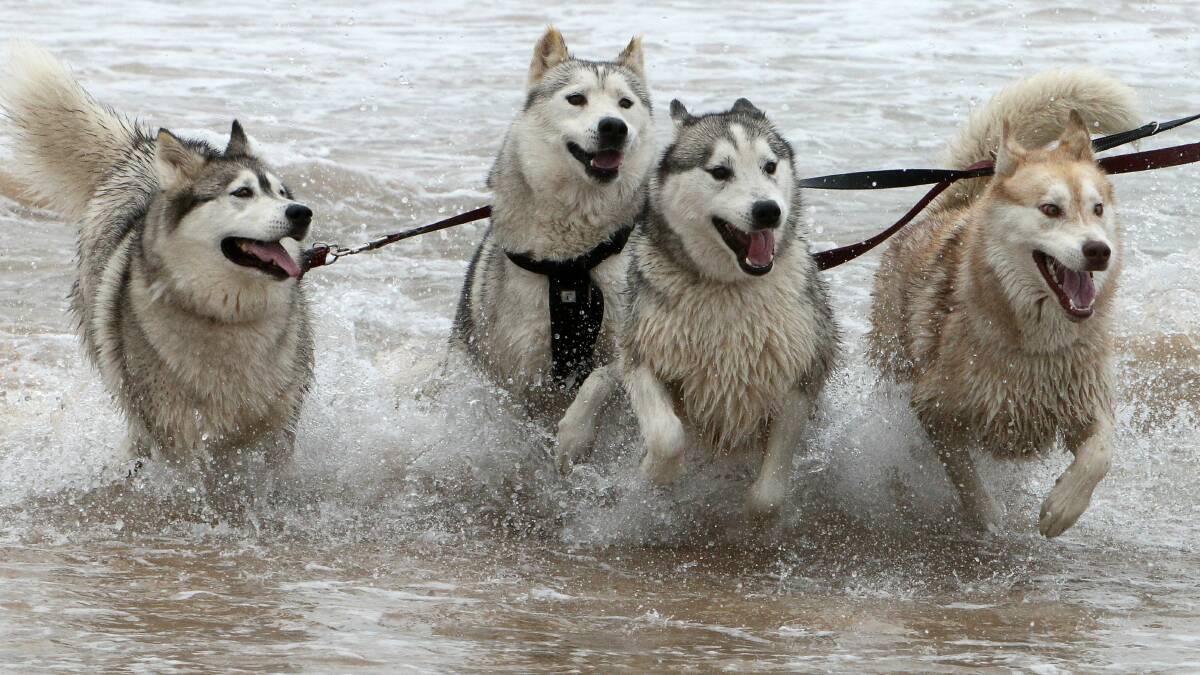 The Siberian Huskies enjoy a run in the water at Bulli Beach. Pictures: GREG TOTMAN