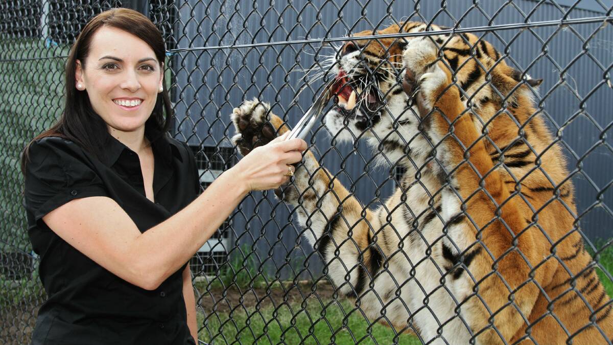 Vera Cvetkoski meets Sumatran tiger Jalur at Symbio Wildlife Park. Picture: GREG ELLIS