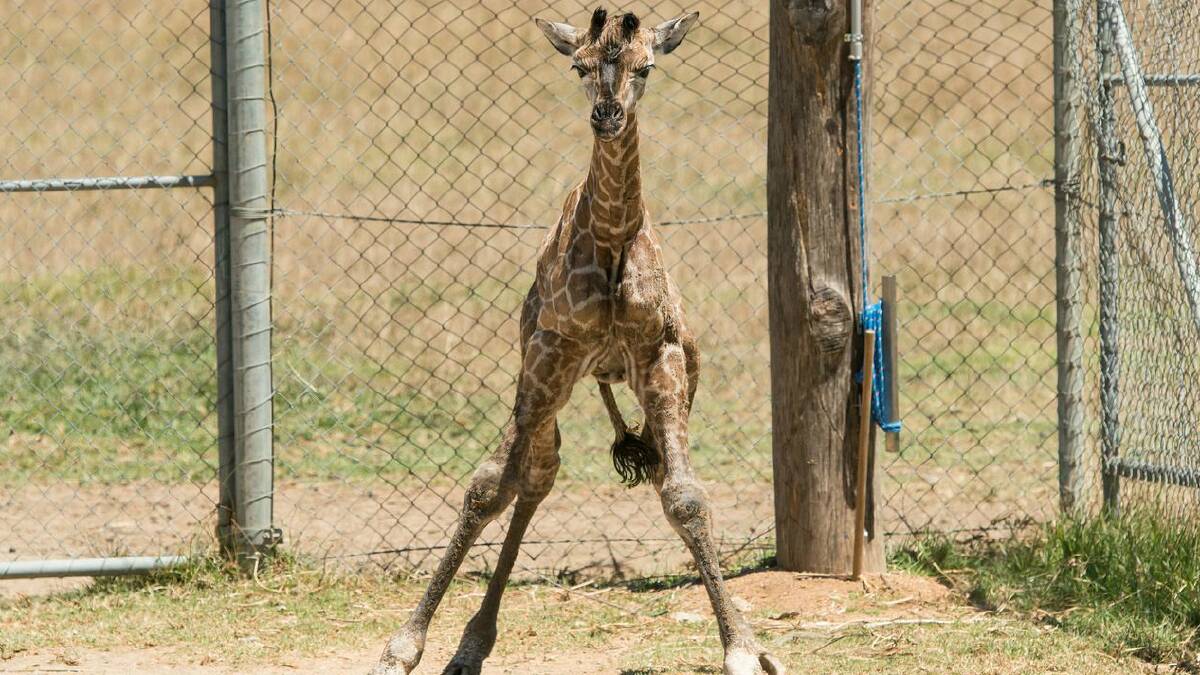 GALLERY: Mogo Zoo welcomes baby giraffe