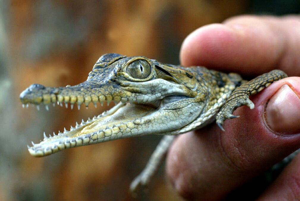 Shooter, a five-month old freshwater crocodile, is introduced to his new home at Symbio Wildlife Gardens.