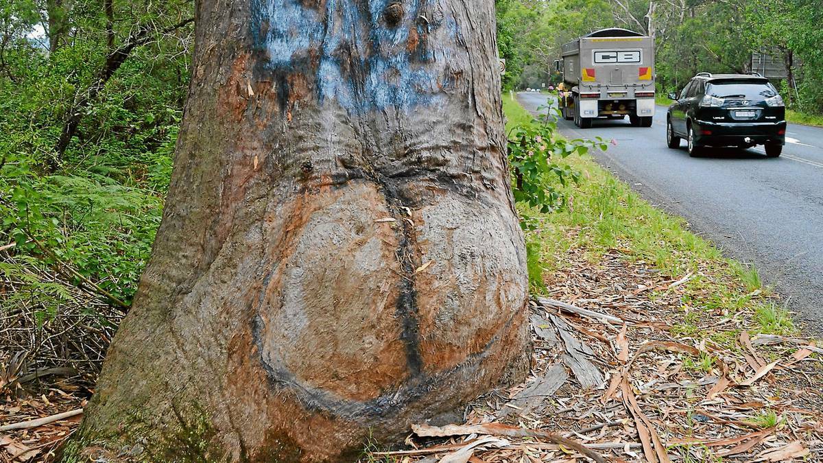  The Bum Tree near Seven Mile Beach National Park, is under threat from road improvements.