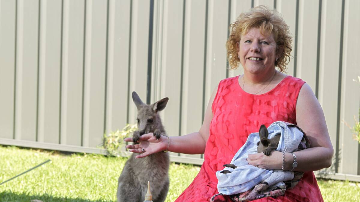Illawarra WIRES volunteer Lyn Collard holds a joey she is looking after.Picture: CHRISTOPHER CHAN