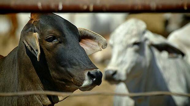 Exported cattle will lose ears after death