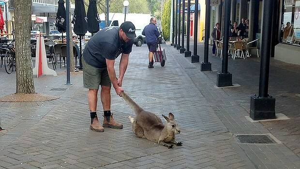 One All-Australian meets another: AFL star Tony Lockett with a kangaroo in Bowral. Photo: Resham Arthur