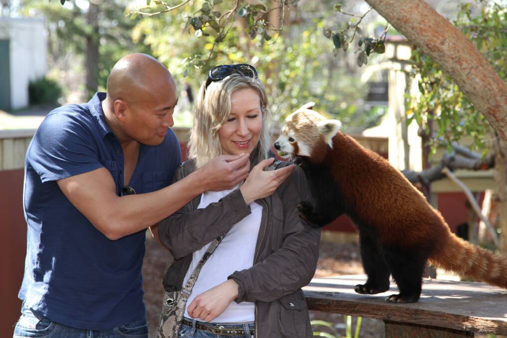 Justin Ng, his unsuspecting girlfriend Agnieszka Puczka and red panda Mr Myagi.