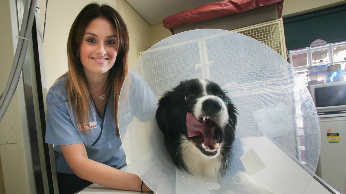 Veterinary nurse Ashlee Parks with the border collie Jack, who swallowed a large rock. Picture: ADAM McLEAN 