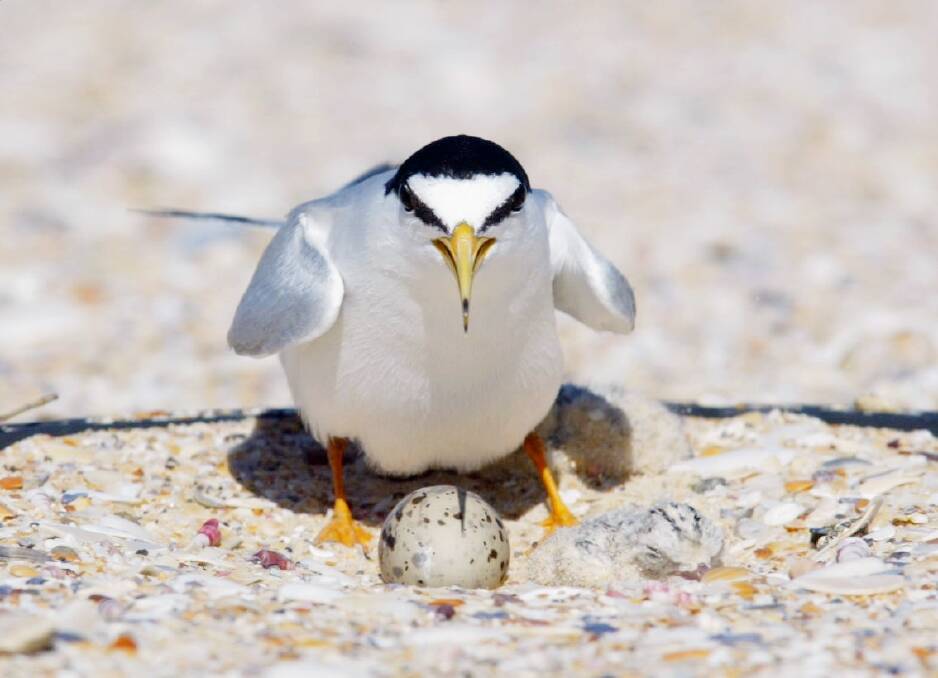 Chicks start arriving at the Windang little tern colony, to the delight of conservationists.