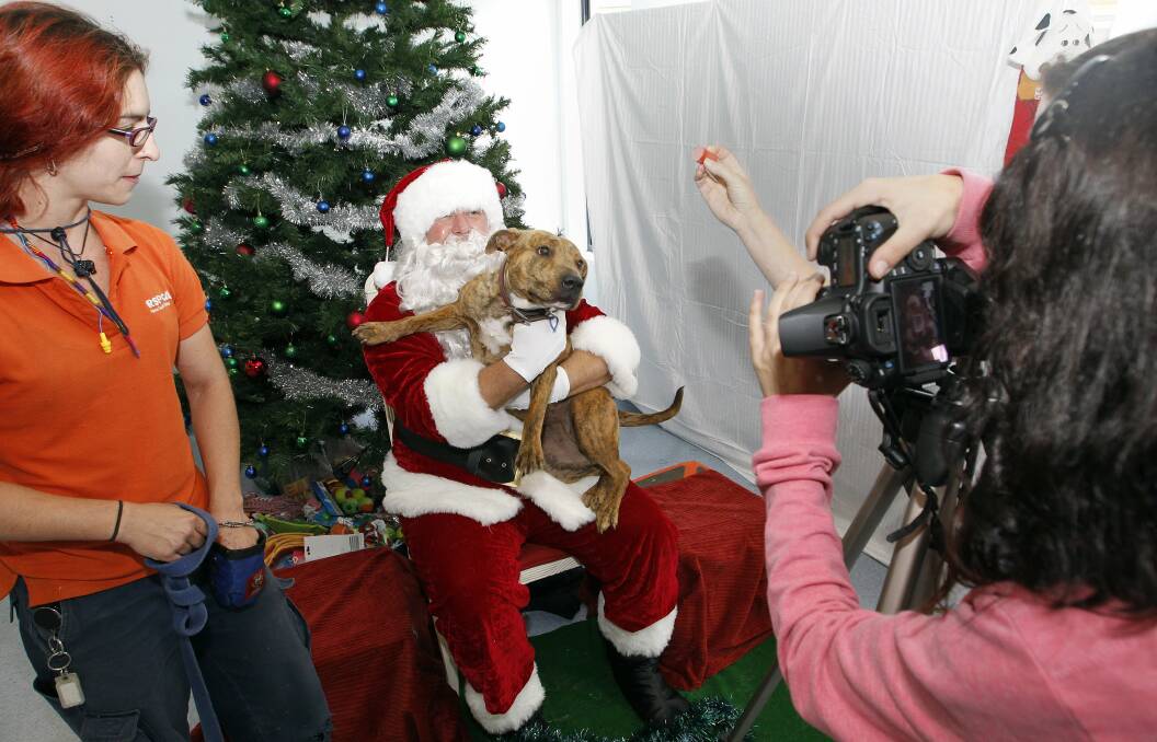 Santa with adoption dog Charley at the Wollongong RSPCA. Picture: ANDY ZAKELI