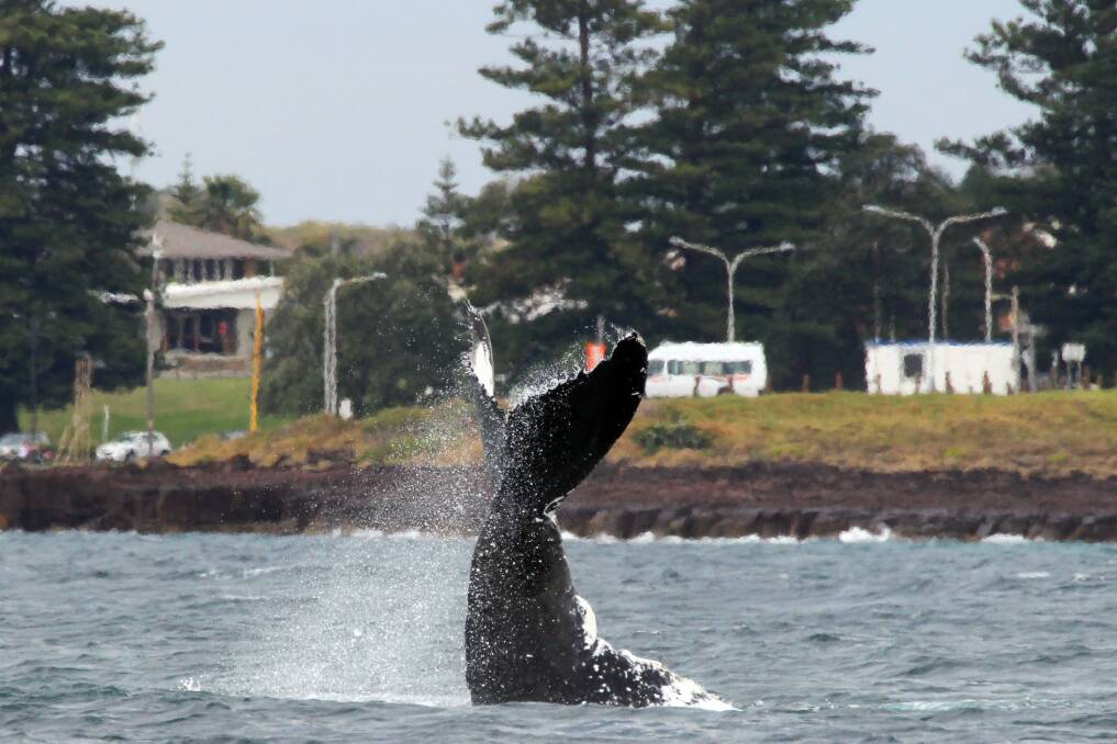 Mum and baby whale frolic off Shellharbour
