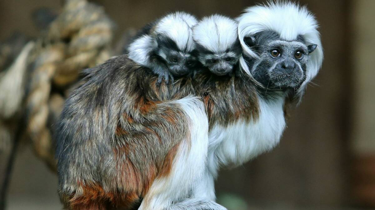 Proud father Mitu, a Cotton Top Tamarin, with his babies on board at Symbio. Pictures: ROBERT PEET