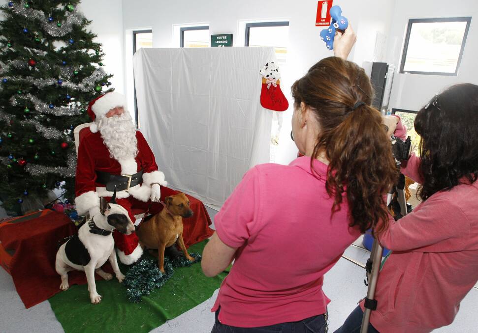 Santa has his photo taken with Jax and Terra at the Wollongong RSPCA. Picture: ANDY ZAKELI
