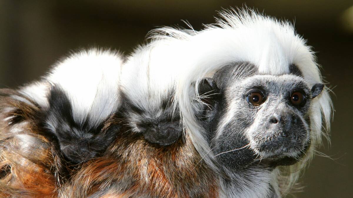 Proud father Mitu, a Cotton Top Tamarin, with his babies on board at Symbio. 