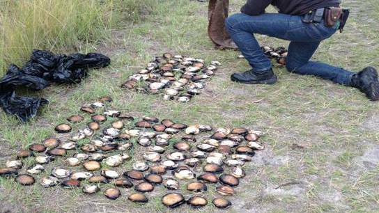 DPI Fisheries officers confiscate an illegal abalone haul at Tura.