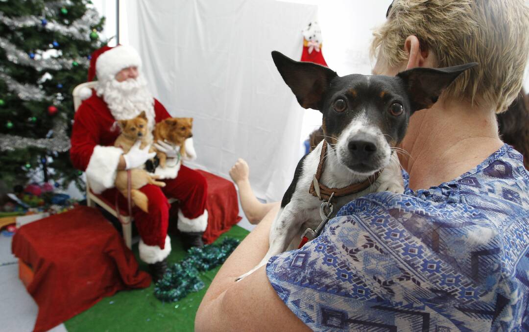 Santa holds Mindy and Cheeky as Patricia White waits with her dog Penny at the Wollongong RSPCA. Picture: ANDY ZAKELI