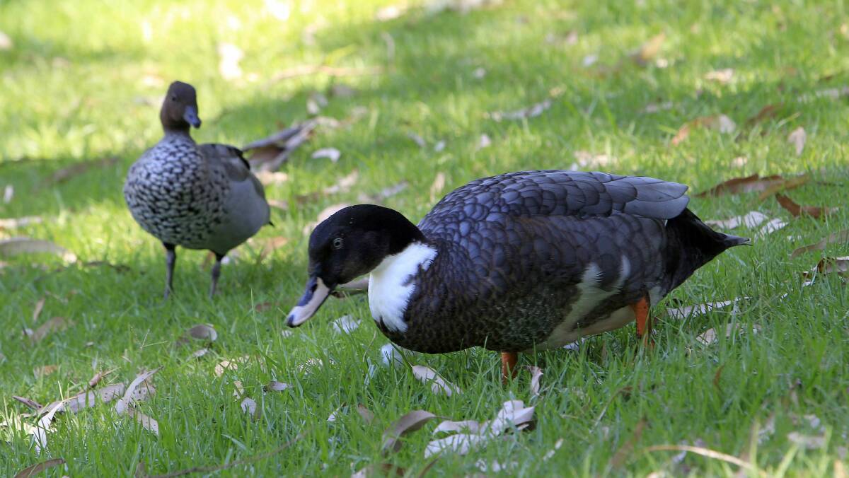 Visitors to Wollongong Botanic Garden are urged to feed peas and worms to the ducks. Picture: ANDY ZAKELI