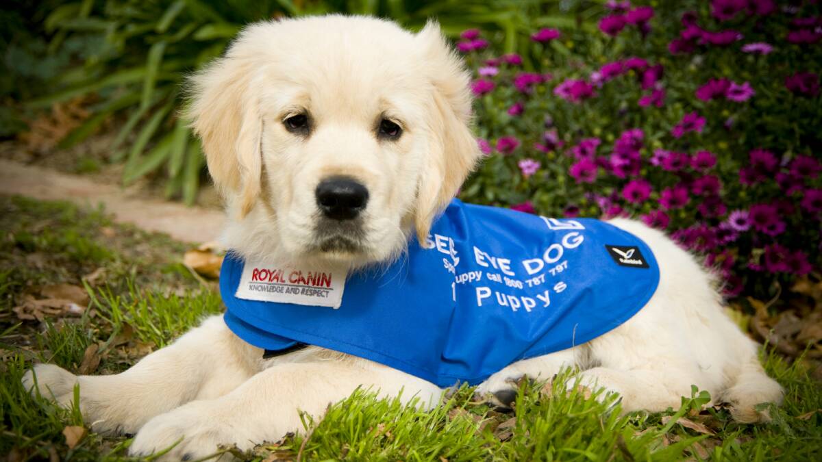 A young pup begins its $30,000 training to become a seeing eye dog.