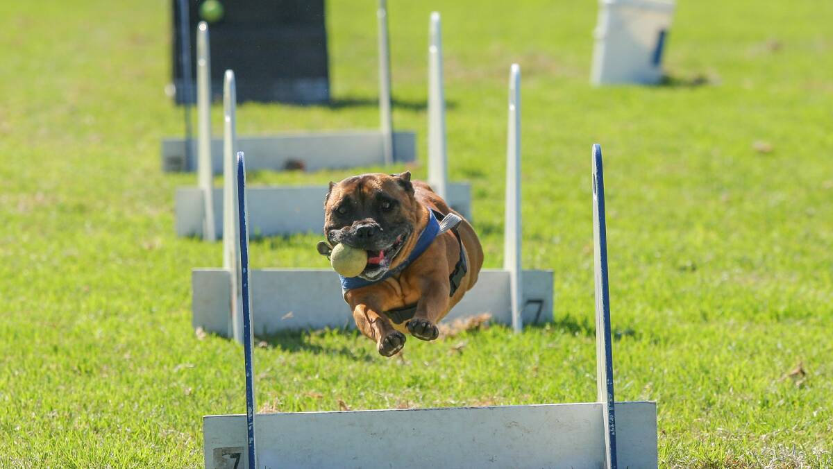 A dog competes in an obstacle course at Dapto Show. Picture: ADAM McLEAN