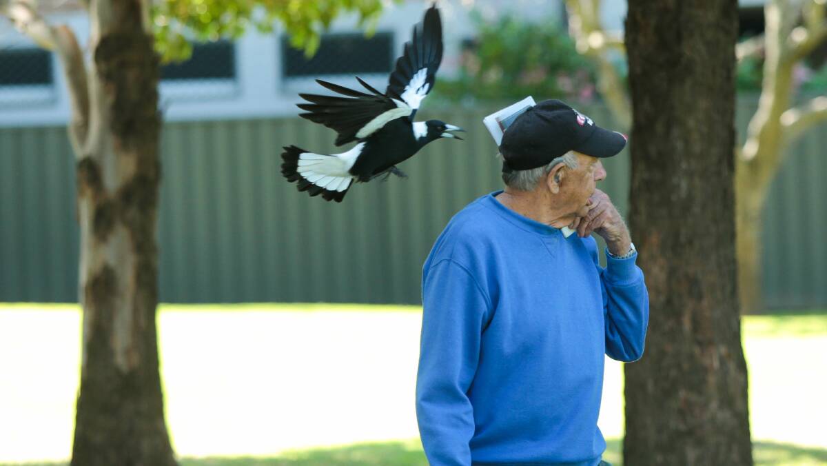 A magpie swooping on people at Figtree Oval yesterday. Pictures: ADAM McLEAN