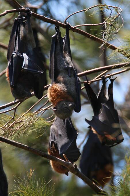Flying fox roost causing a stink in Figtree